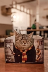 harry pawter pudelko legowisko kotiowo