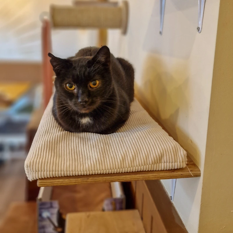 poduszka mala dla kota na polke parapet do cat box kotiowo.webp