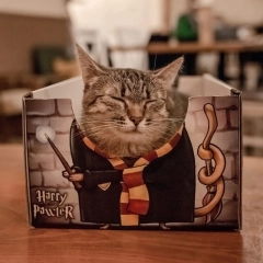 cat box harry pawter pudelko dla kota legowisko kotiowo.webp