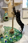 gruba wytrzymała lina dla kotow do wspinaczki zabawka dla bengali maine coon duże koty kotiowo_10.webp