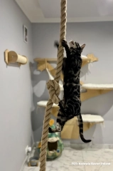 lina jutowa dla kota do wspinaczki rope fo cats climbing drapak kotiowo_5_11zon.webp