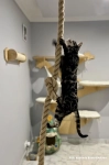 lina jutowa dla kota do wspinaczki rope fo cats climbing drapak kotiowo_5_11zon.webp