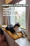uspokajajace masujace legowisko dla kota na okno polke kotiowo.webp