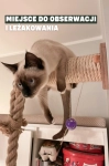 lina z drewnianym drapakiem ściennym dla kota kotiowo.webp