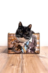 cat box cat sparrow pudelko legowisko dla kota kotiowo.webp