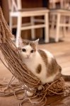 jute rope for cats eco toys for cats kotiowo