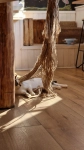 Ceiling-mounted climbing jute rope lina dla kotów zabawka