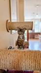 scratching post cat roll cat step kotiowo