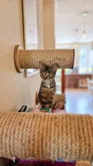 scratching post cat roll cat step kotiowo
