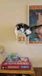 scratching post cat wall steps kotiowo