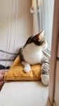 parapet-naturalne-catbed-kotiowo-1 (1).webp
