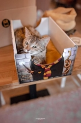 cat box with pillow harry pawter cat bed harry potter kotiowo