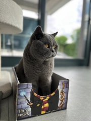 cat box legowisko do adaptacji kota kotiowo