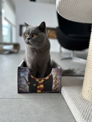 cat box harry pawter legowisko pudełko dla kota kotiowo