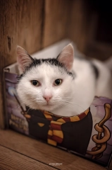 legowisko harry potter dla kota z poduszka pudelko kotiowo.webp