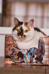 kocie legowisko pudełko karton dla kota cat sparrow kotiowo.webp