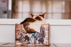 legowisko pudełko dla kota cat box cat sparrow kotiowo.webp