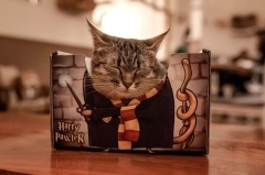 dla kota cat box harry pawter potter