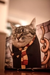 harry pawter legowisko pudelko cat box kotiowo