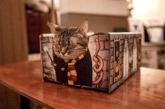 harry pawter kot cat box