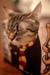 harry potter cat box pudelko kotiowo legowisko