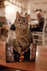 pudelko dla kota cat box kotiowo