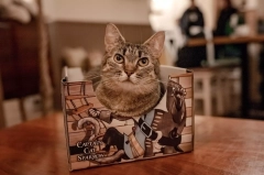 cat box cat sparrow piraci z karaibow pirates of caribbean kotiowo