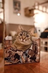 cat sparrow piraci z karaibow cat box pudelko legowisko